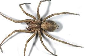 hobo spider removal